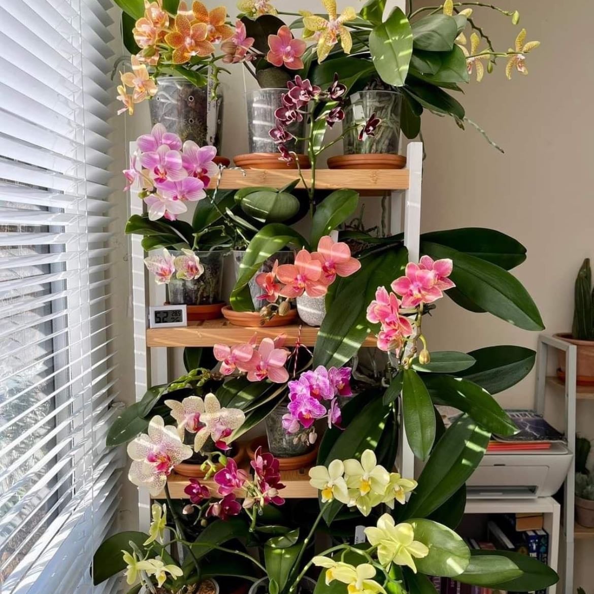 Orquídeas