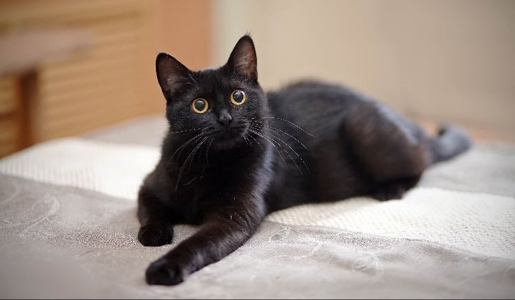 Chats - Animal