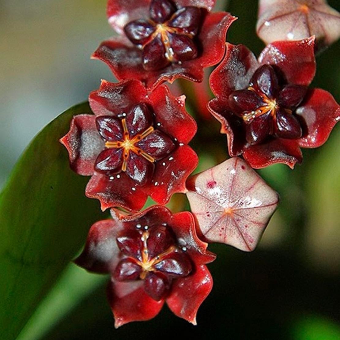 Hoya Lobbii