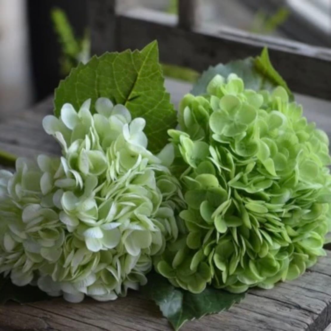 Green Hydrangeas