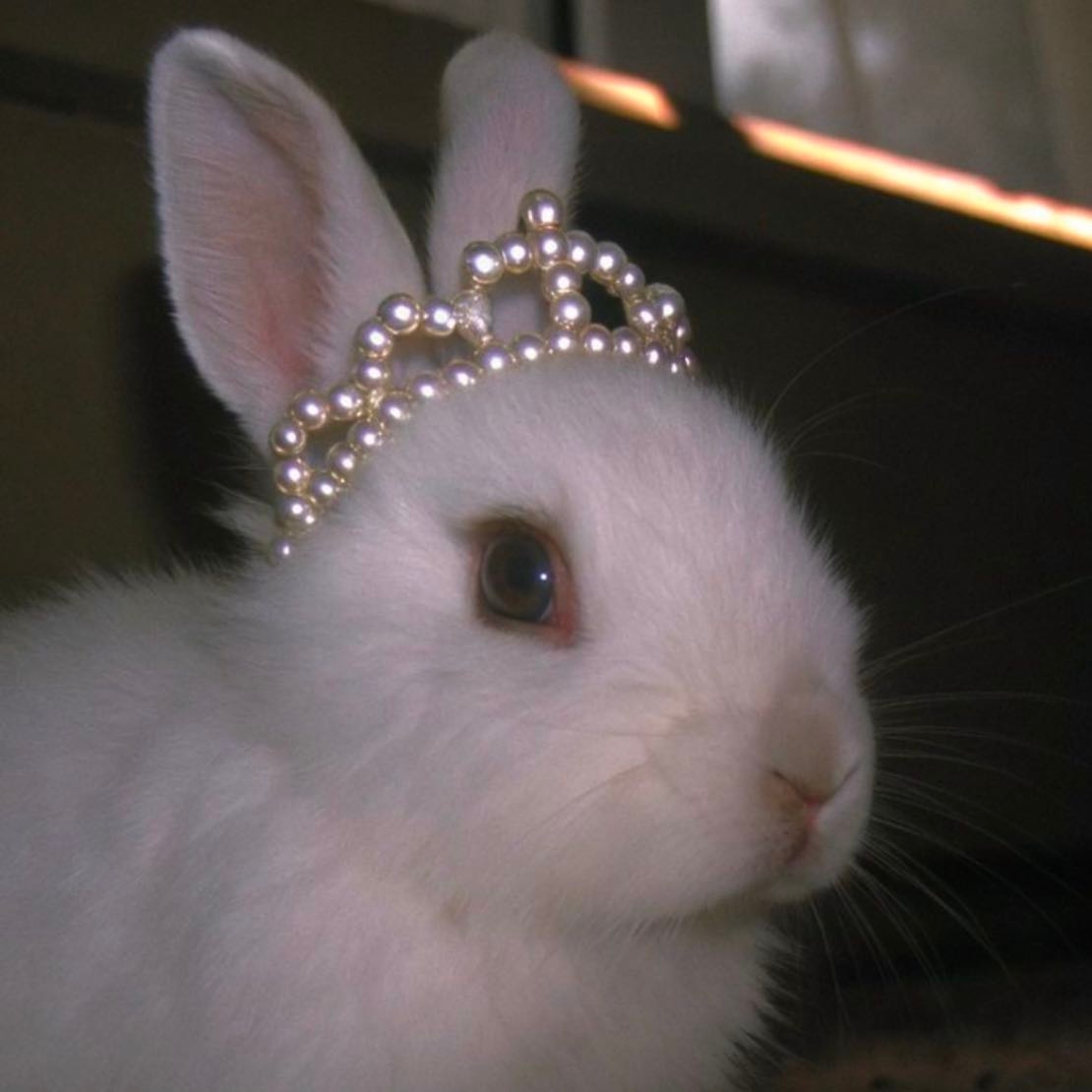 Princess Bunny