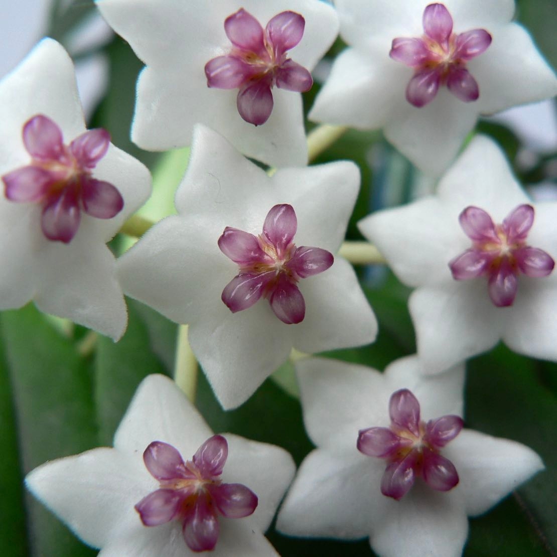 Hoya Acuta