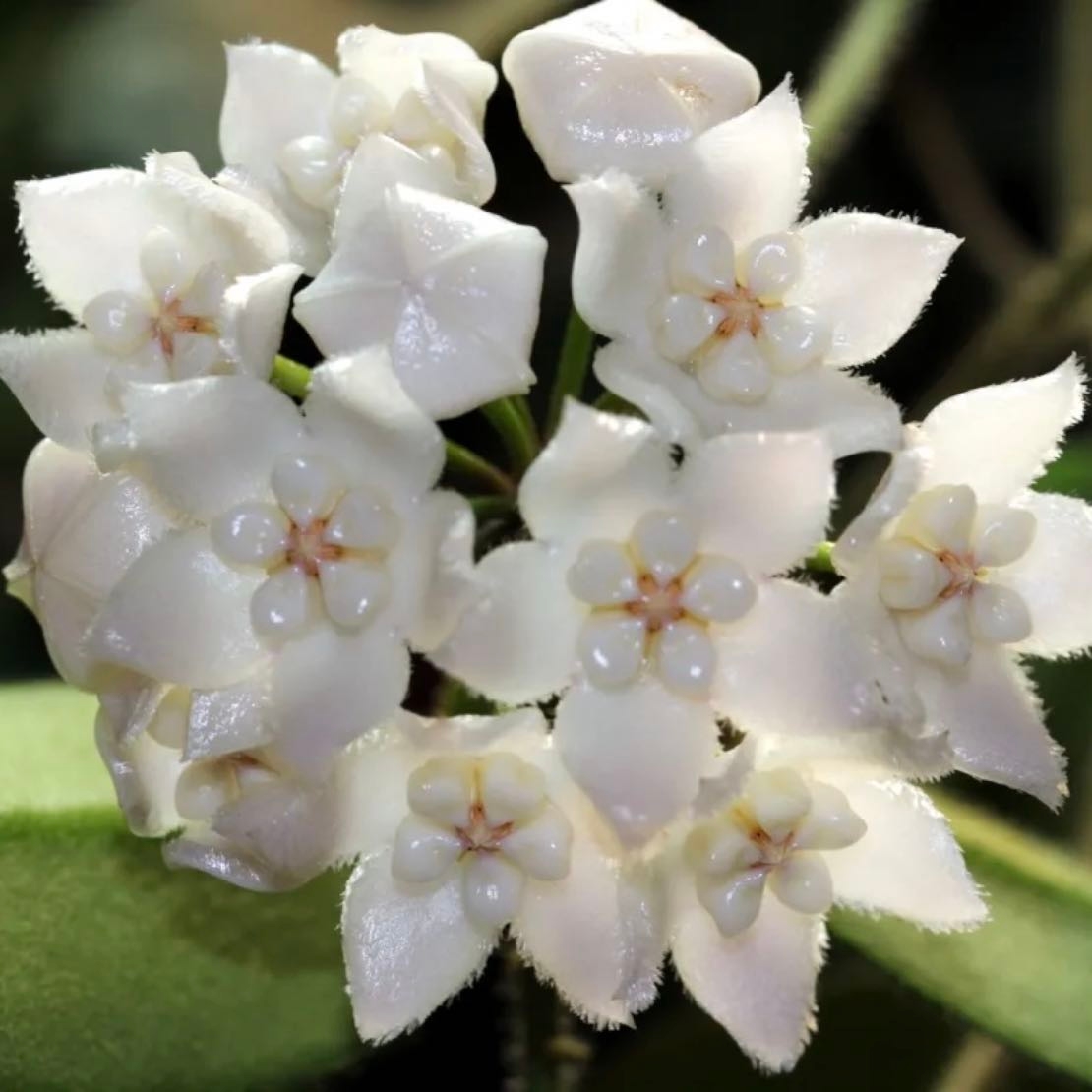 Hoya Thomsonii