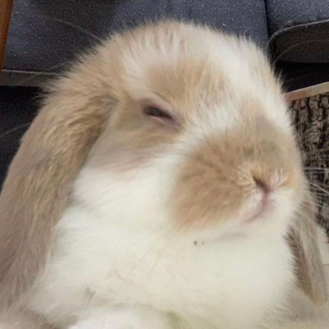 Judging Bunny