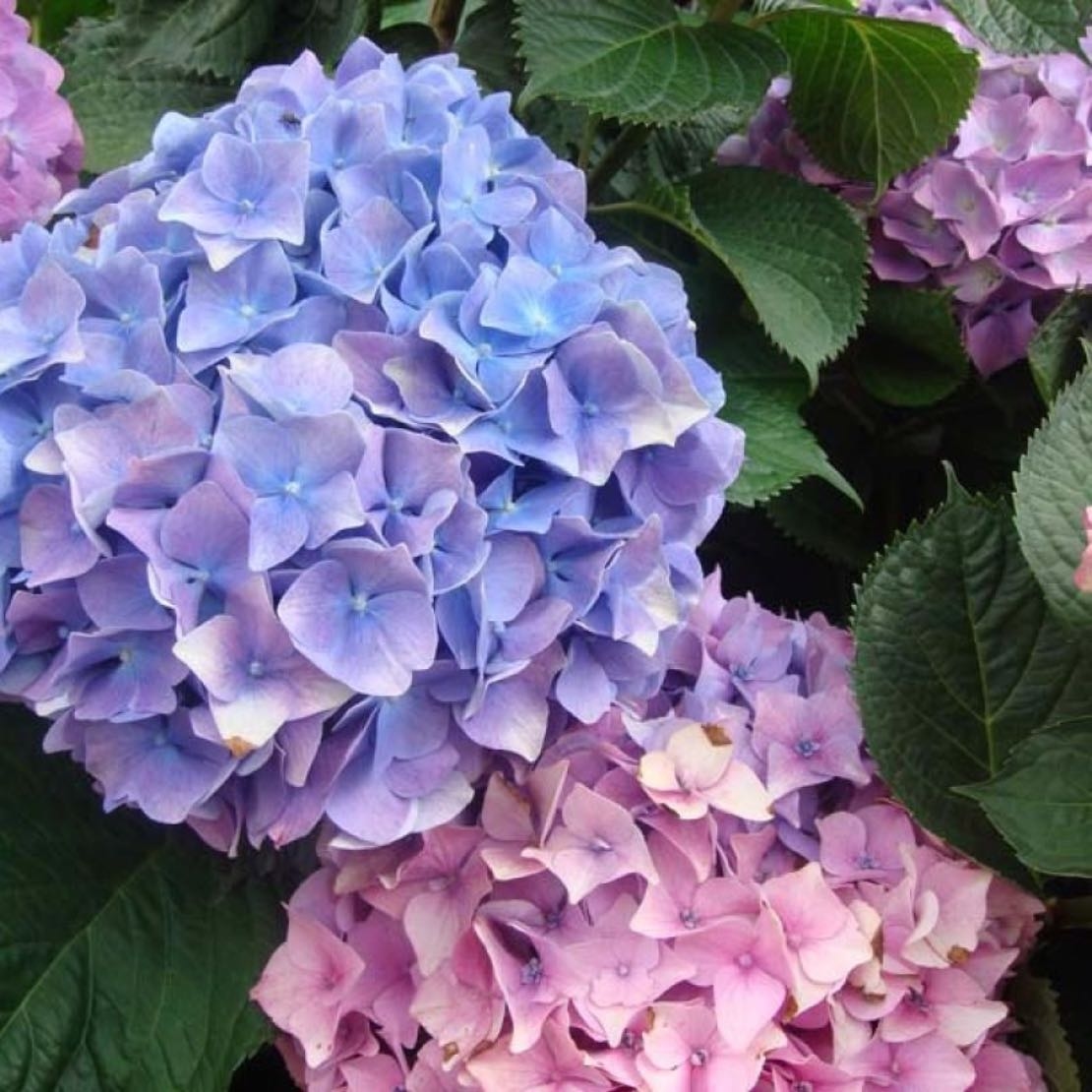 Purple and Pink Hydrangeas