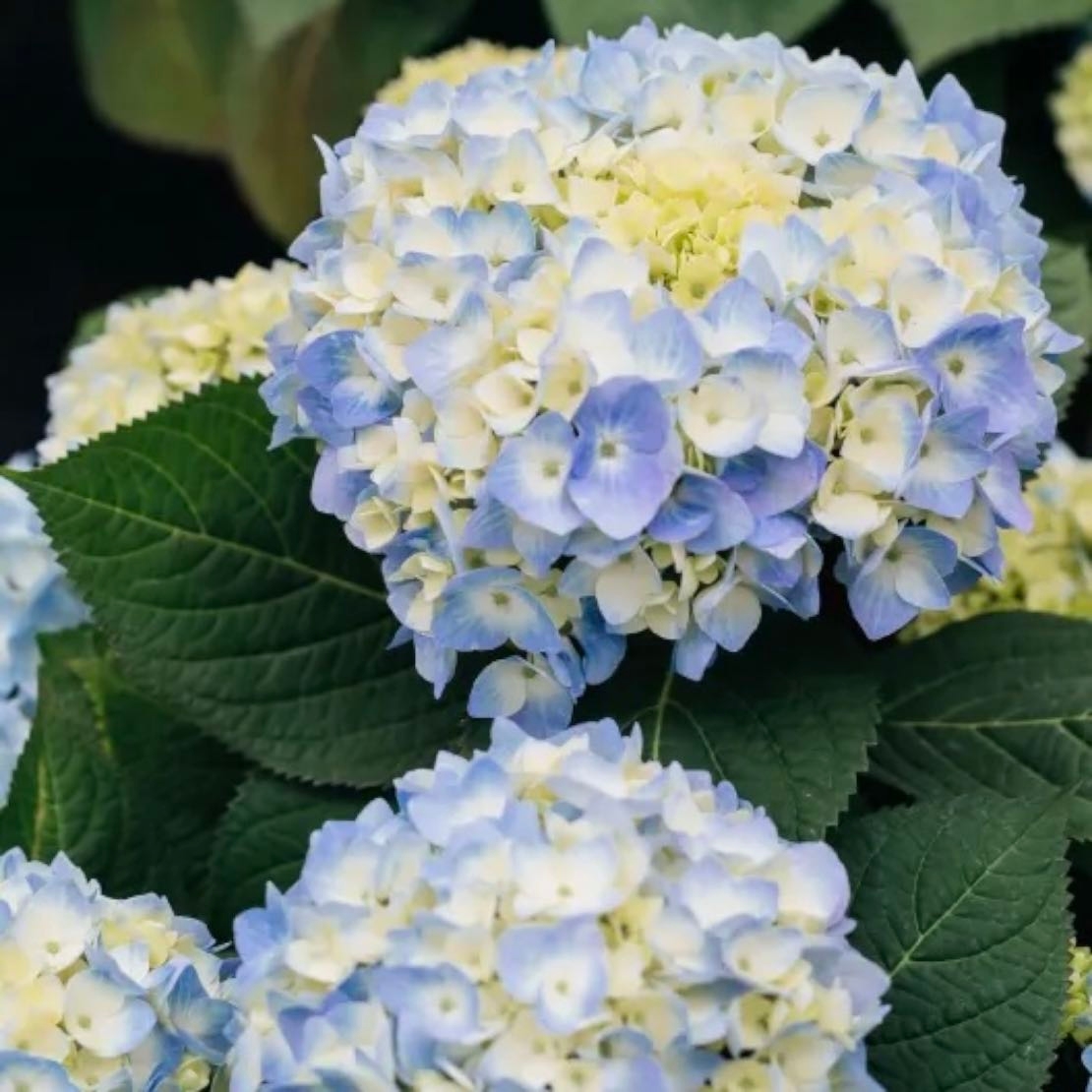 Blue Hydrangeas