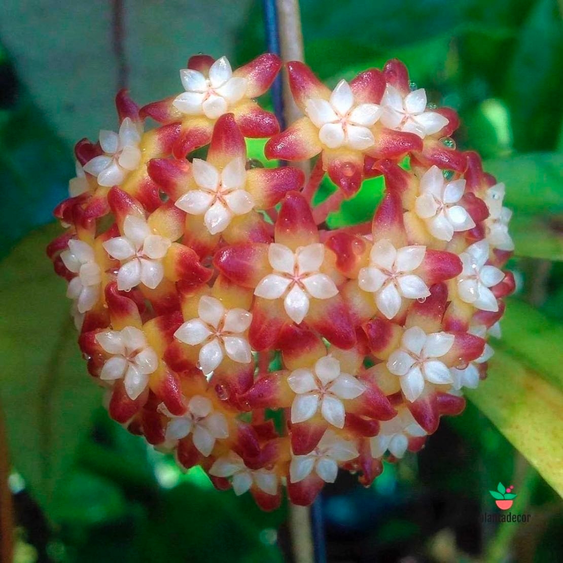 Hoya Callistophylla