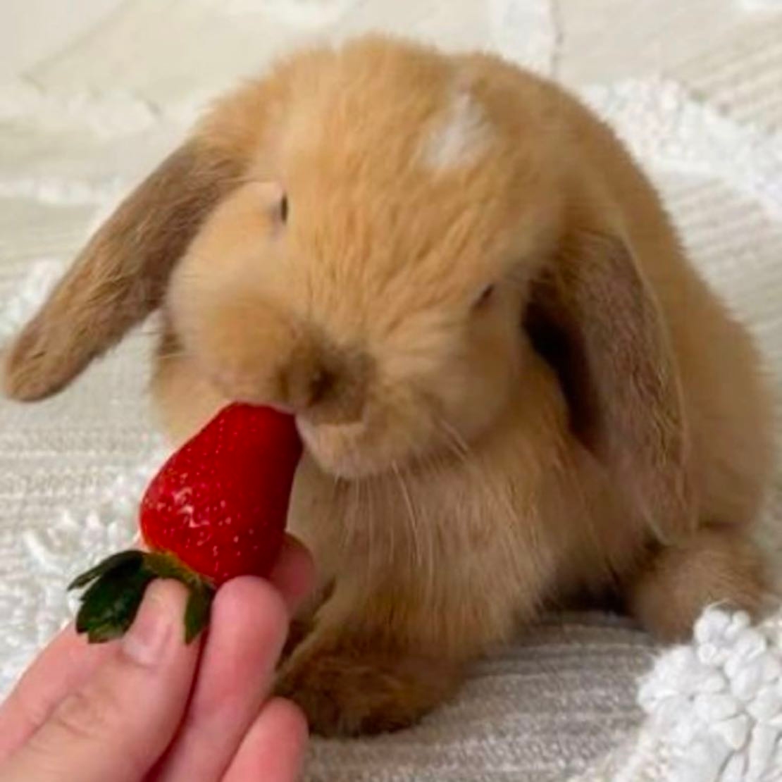Strawberry Bunny