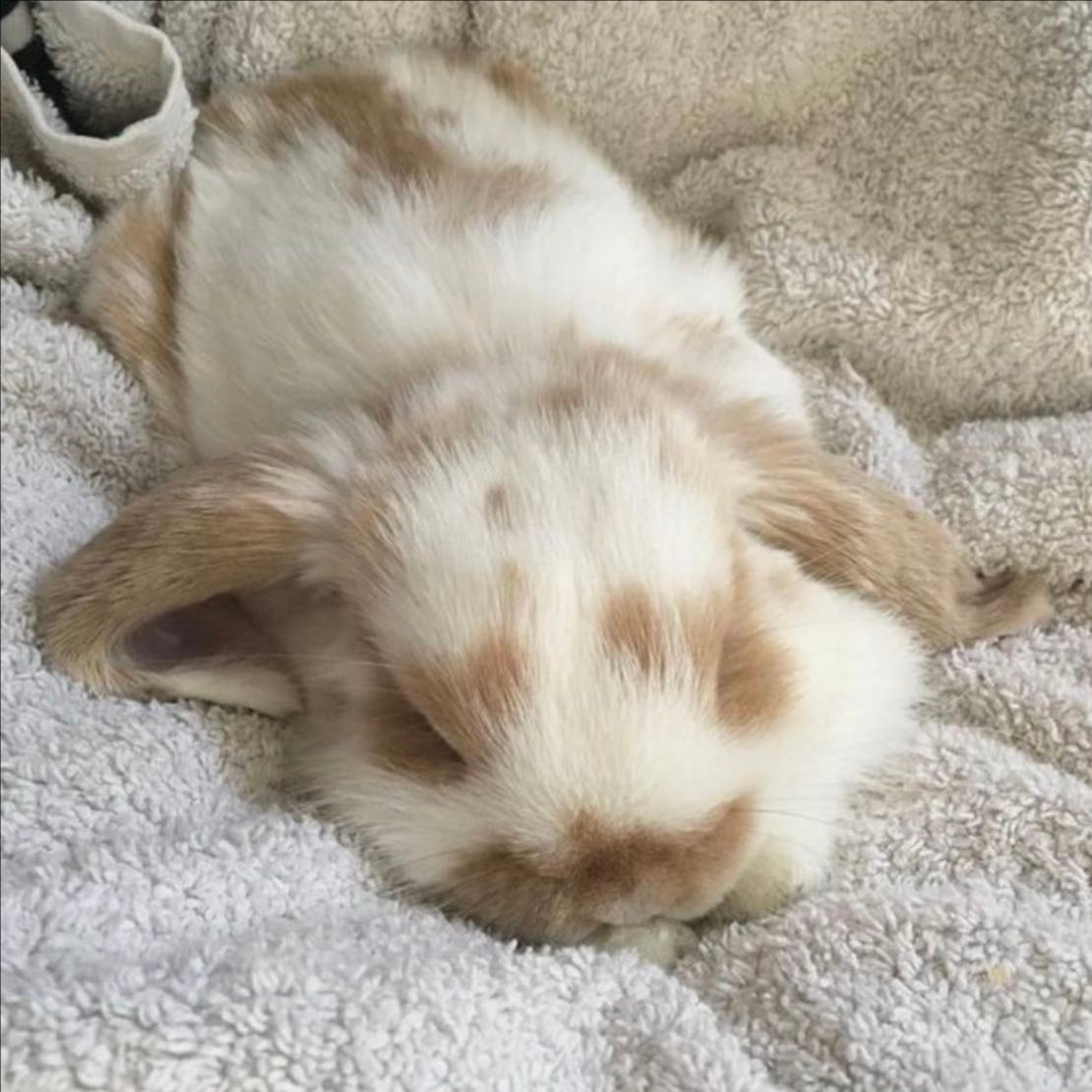 Sleepy Bunny