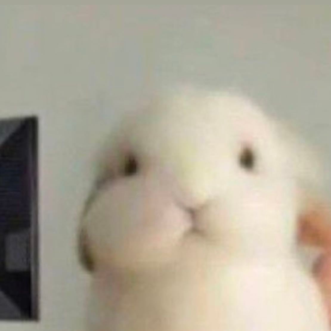 Silly Bunny
