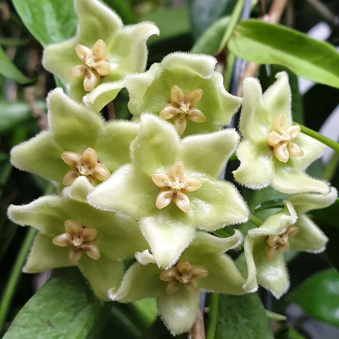 Hoya Chlorantha