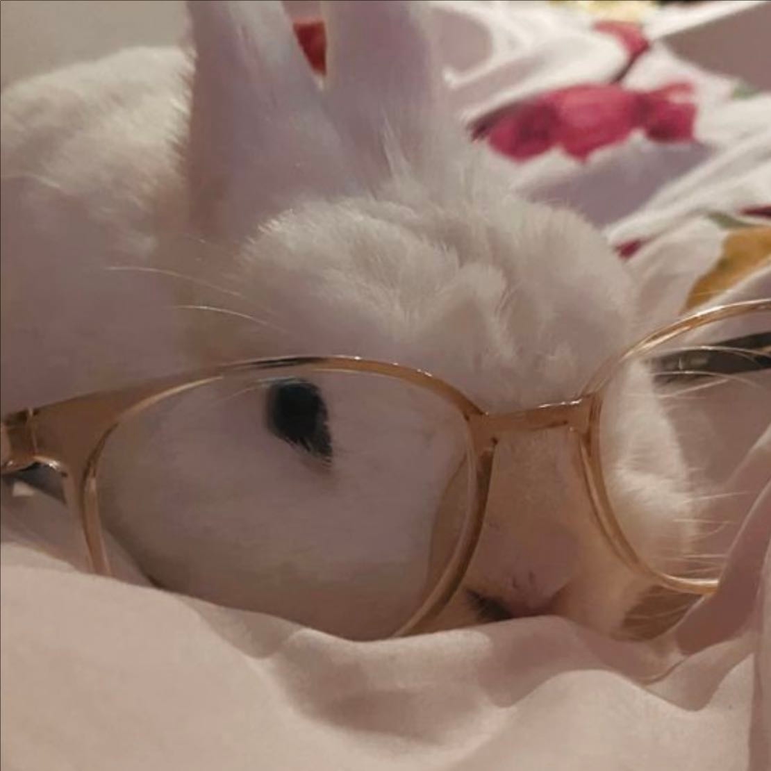 Smart Bunny