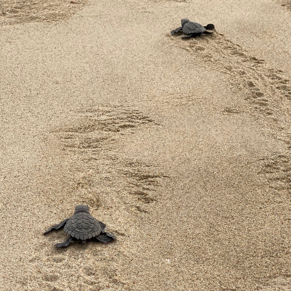 Liberación de Tortugas - Experiencia única