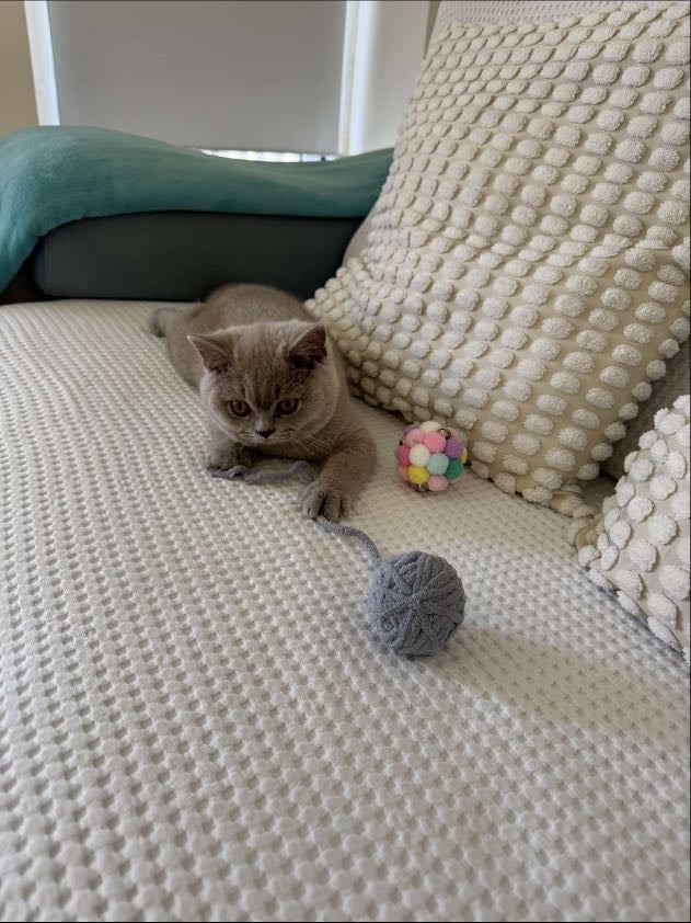 Gatos