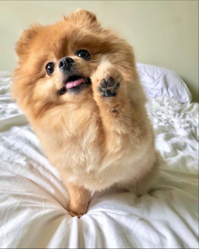 Lulu da pomerania