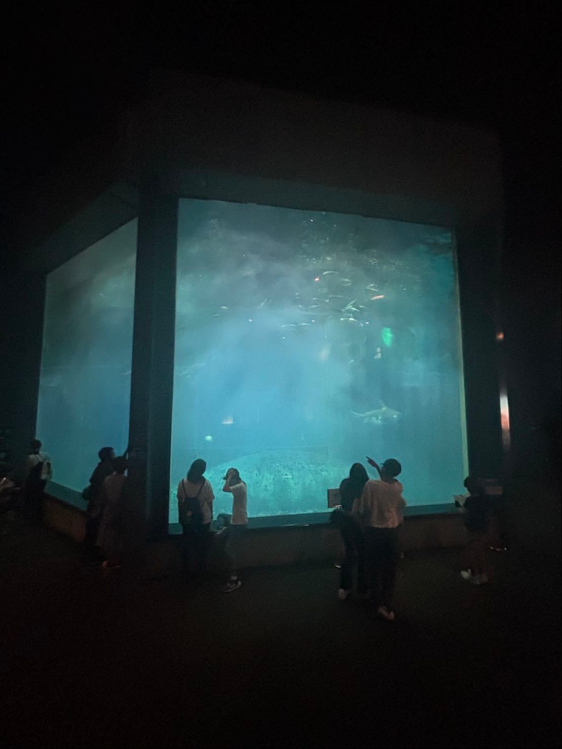 水族館🐟