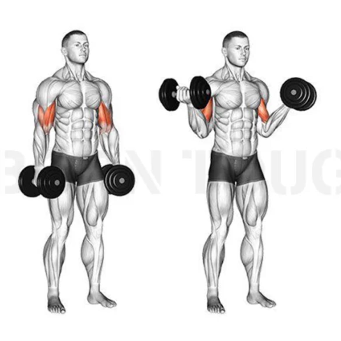2.2 biceps curl to wide - 1min