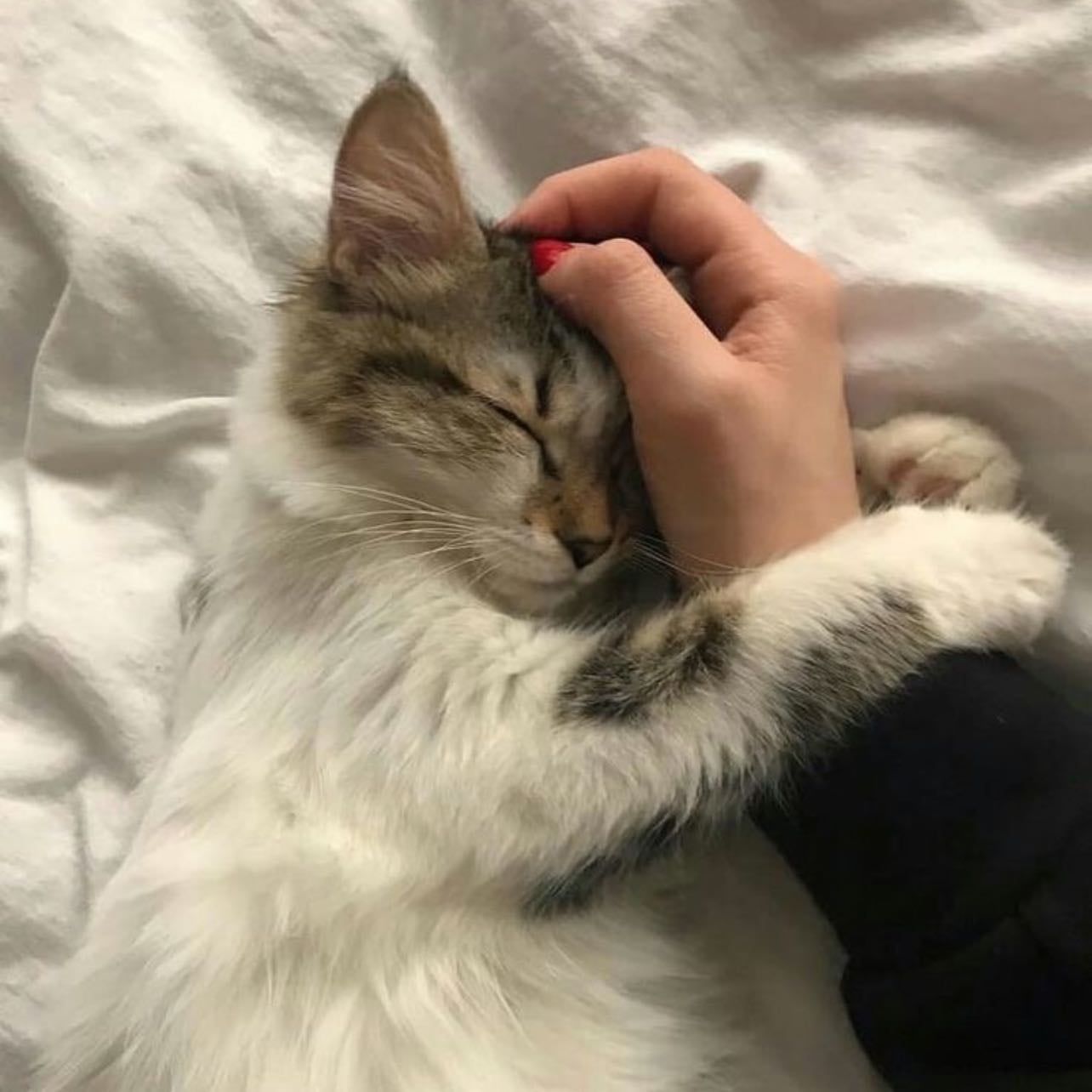 Love animals