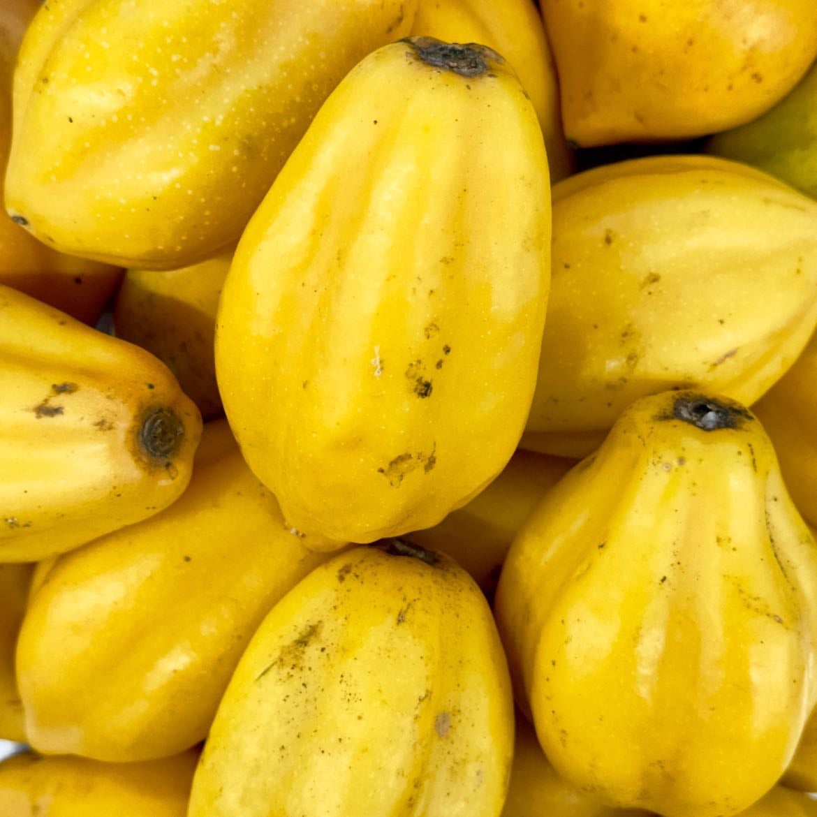 Papaya chilena