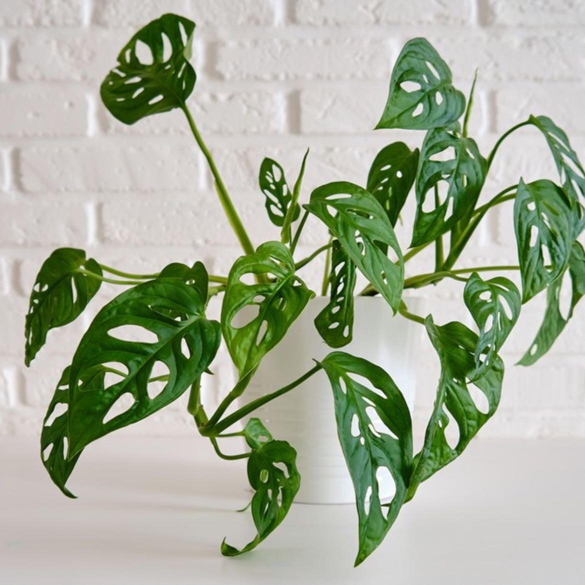 Monstera monkey leaf