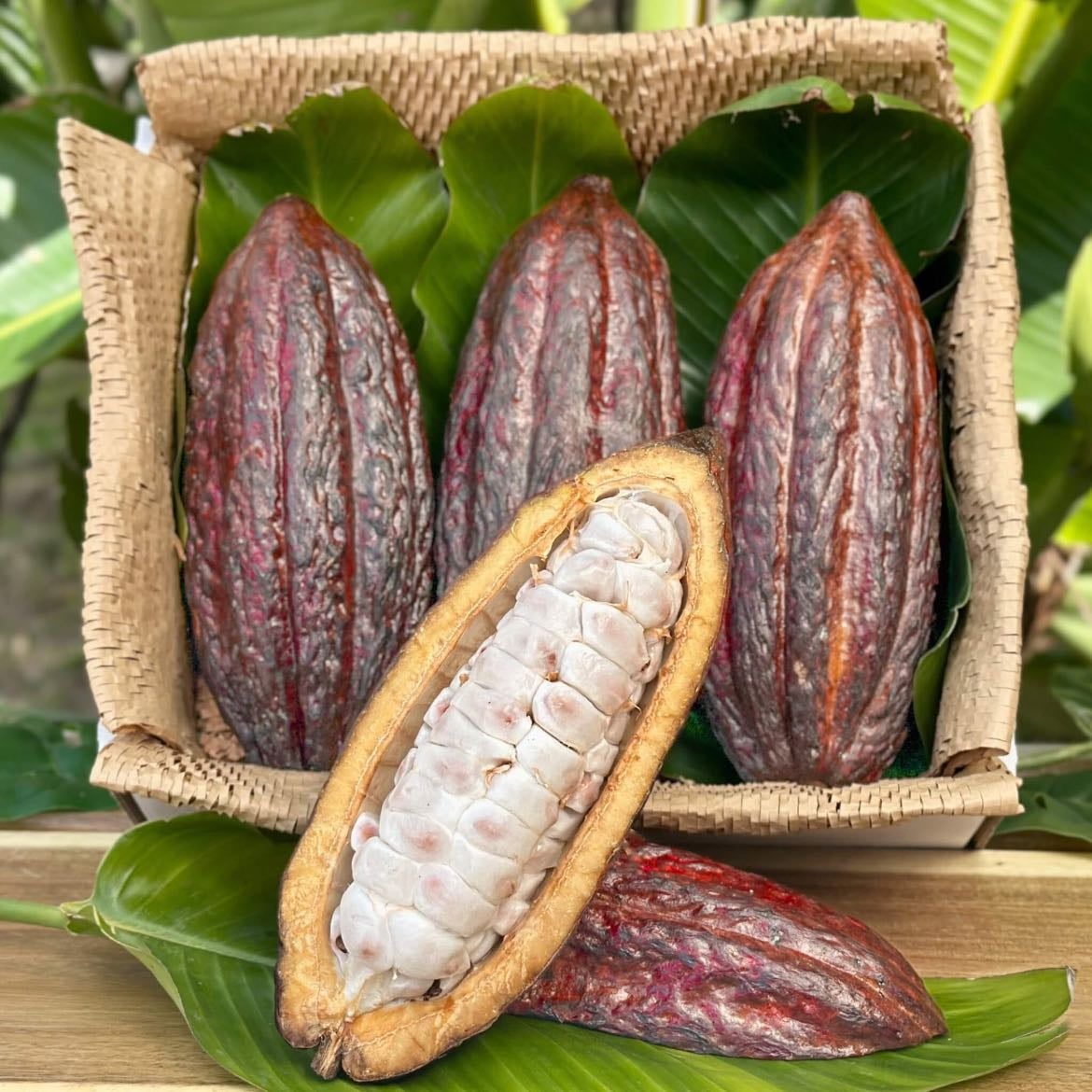 Cacao