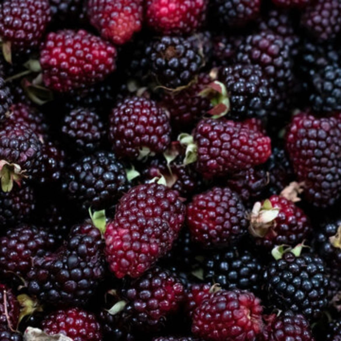 Moras
