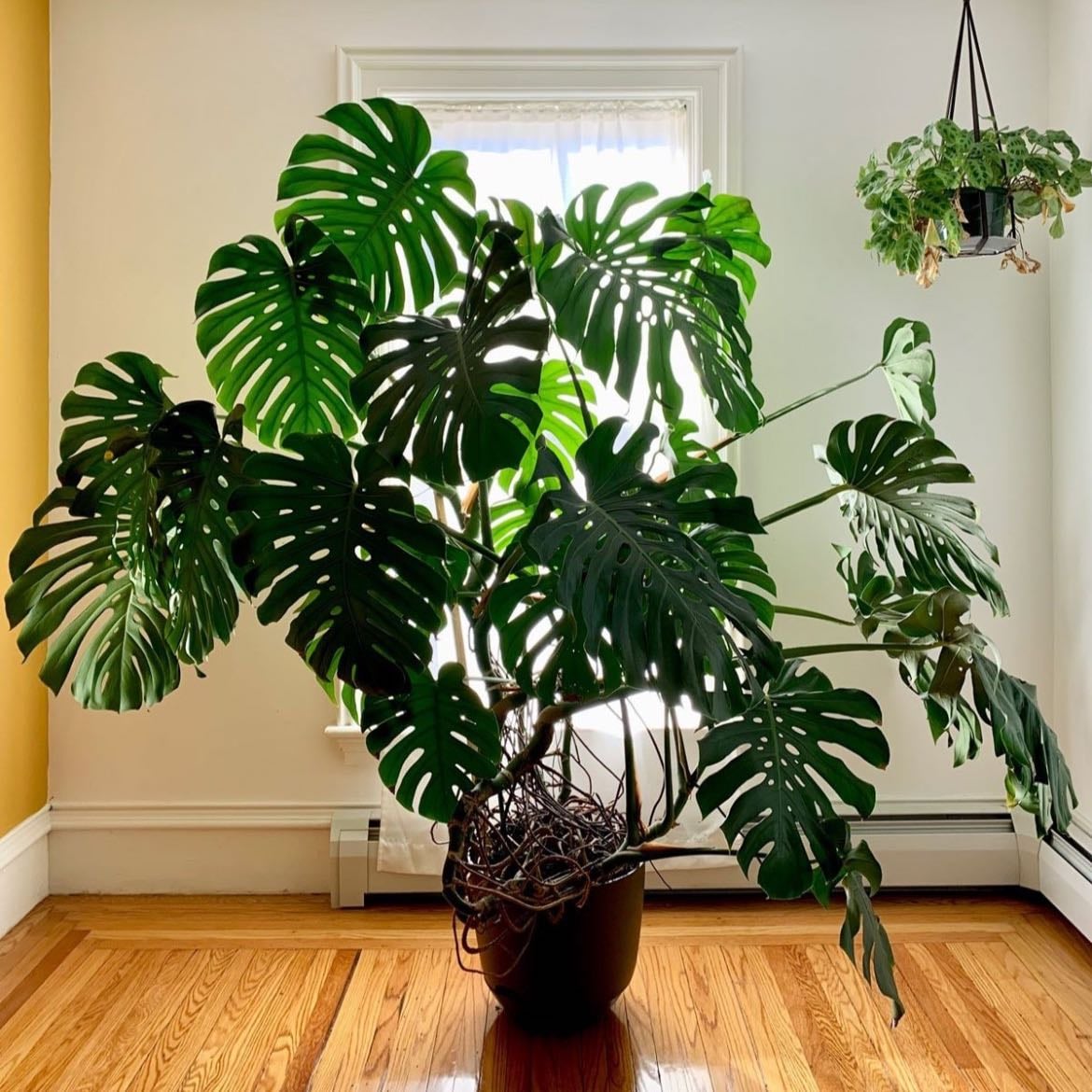 Monstera deliciosa