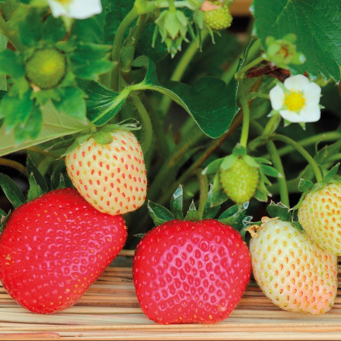 Frutillas