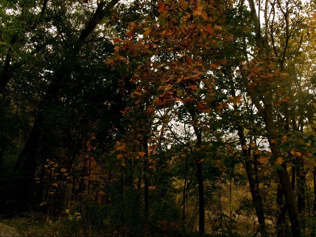 fall brewed gently - cozy songs that smell like coffee