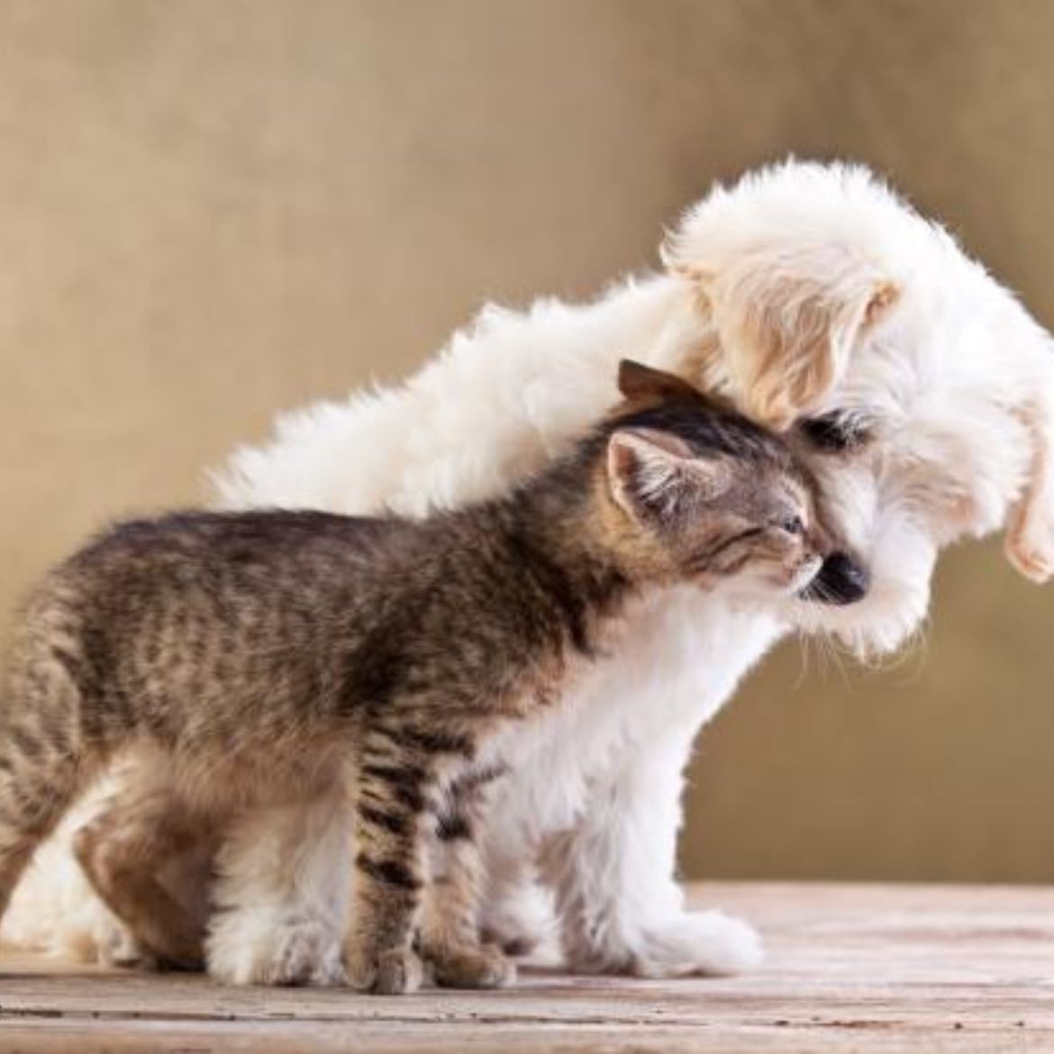 Razas de perros o gatos favoritos - Que razas de perros o gatos son tus favoritas?