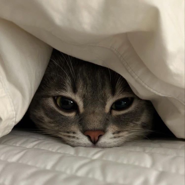 A rescue cat