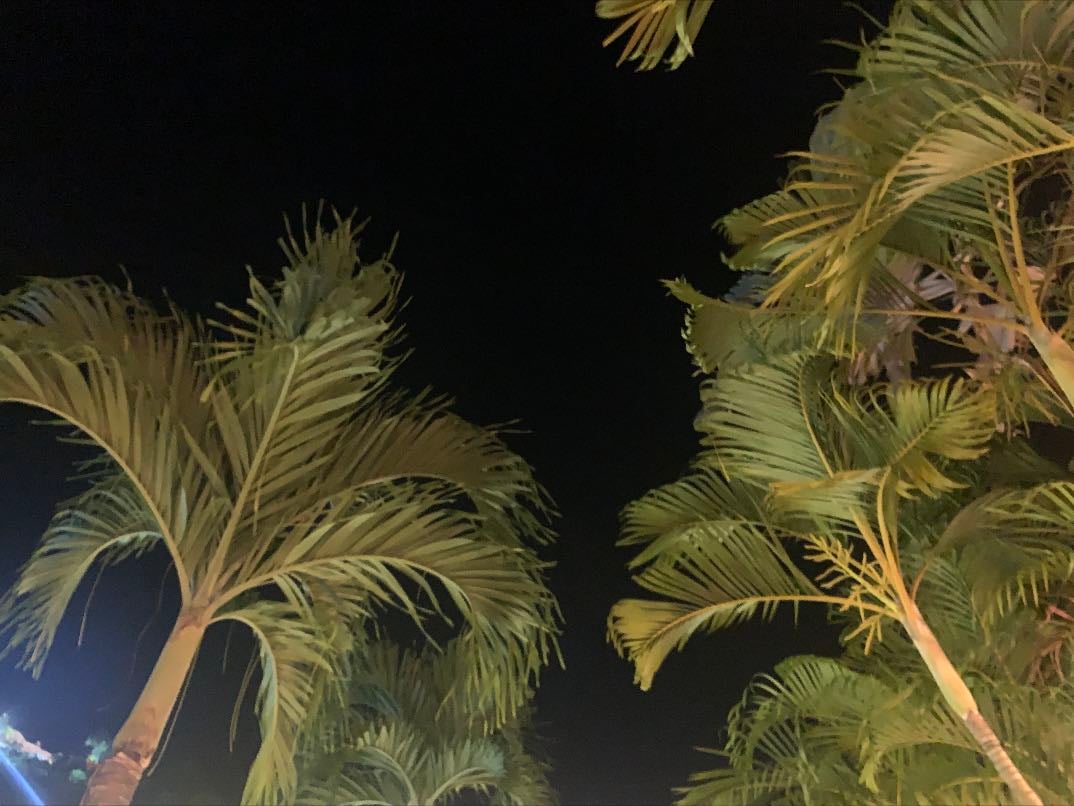 Palmeras