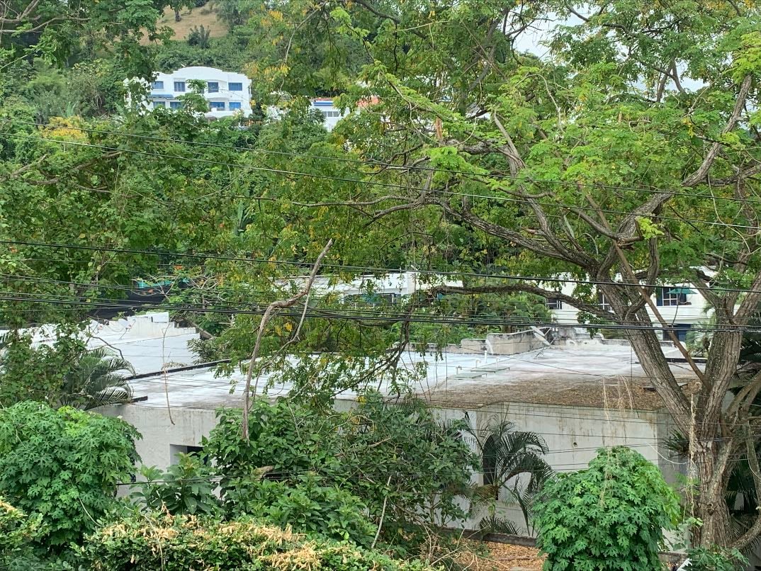 Árbol de la playa