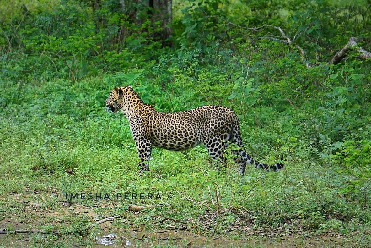 Yala National Park
