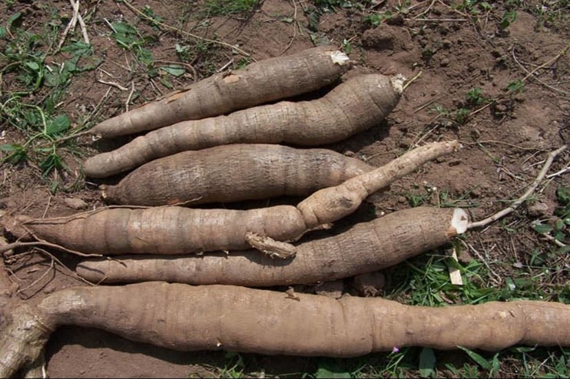 Manioc