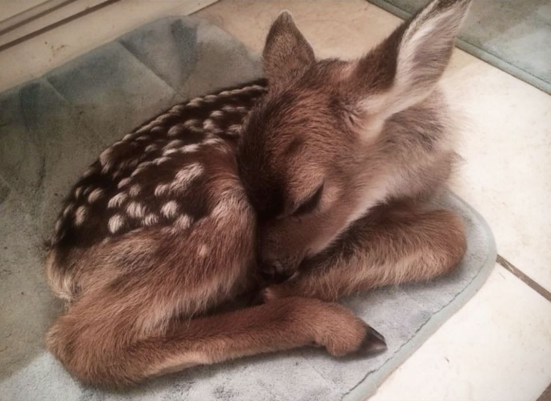 Fawn - I mean who doesn’t like them???