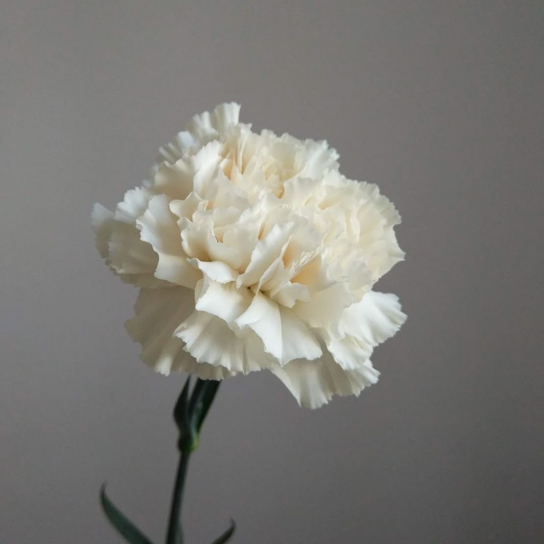 Dianthus - White only