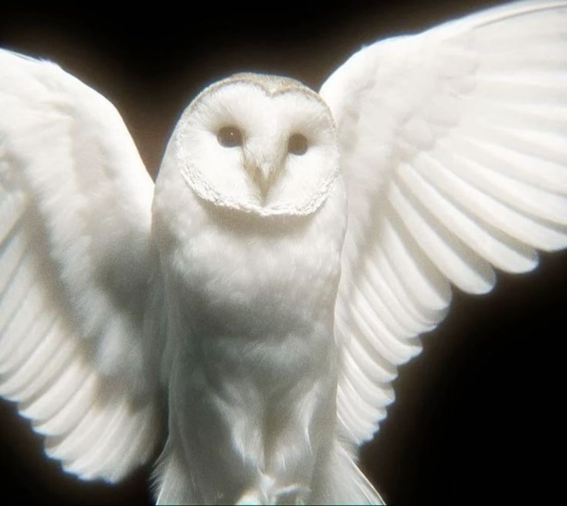 Owl - Wise&soundless