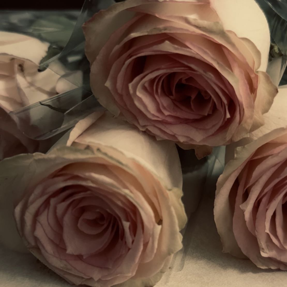 Roses - Dark red, white