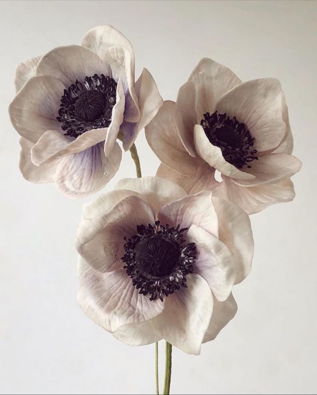 Anemones