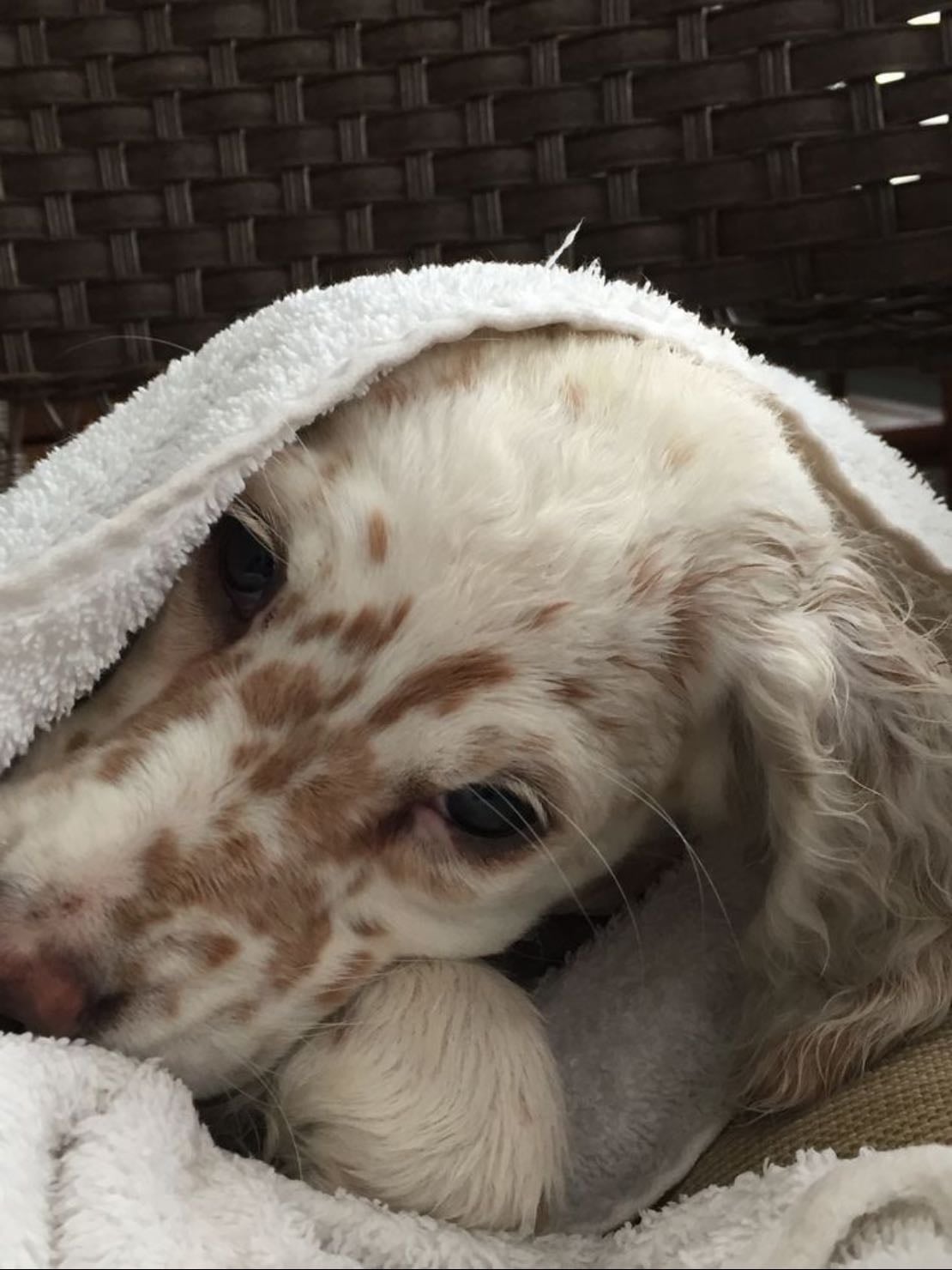 Dalmatians - The only dogs I like