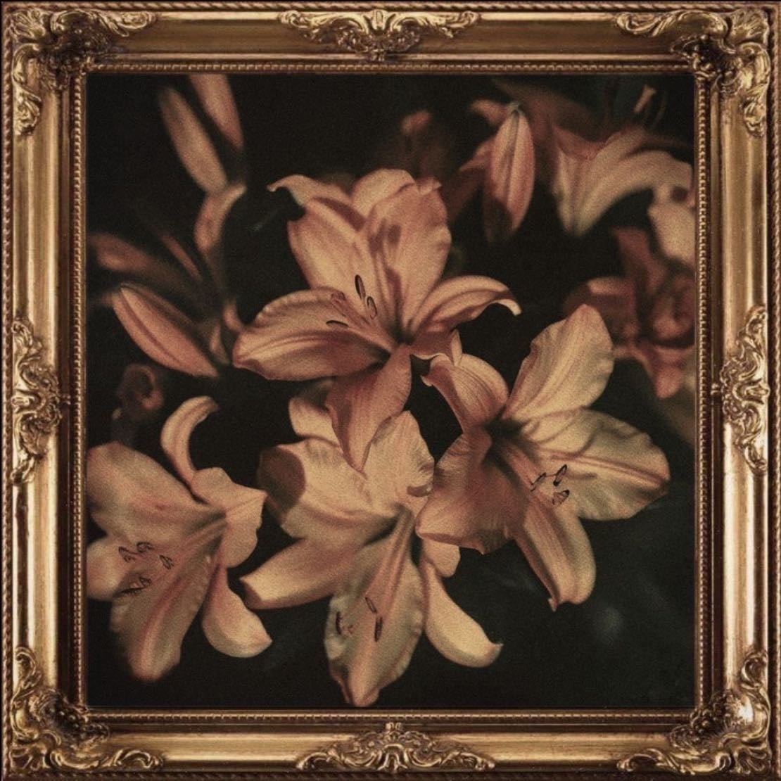 Lilies - Dark purple, dark red, white&gradient