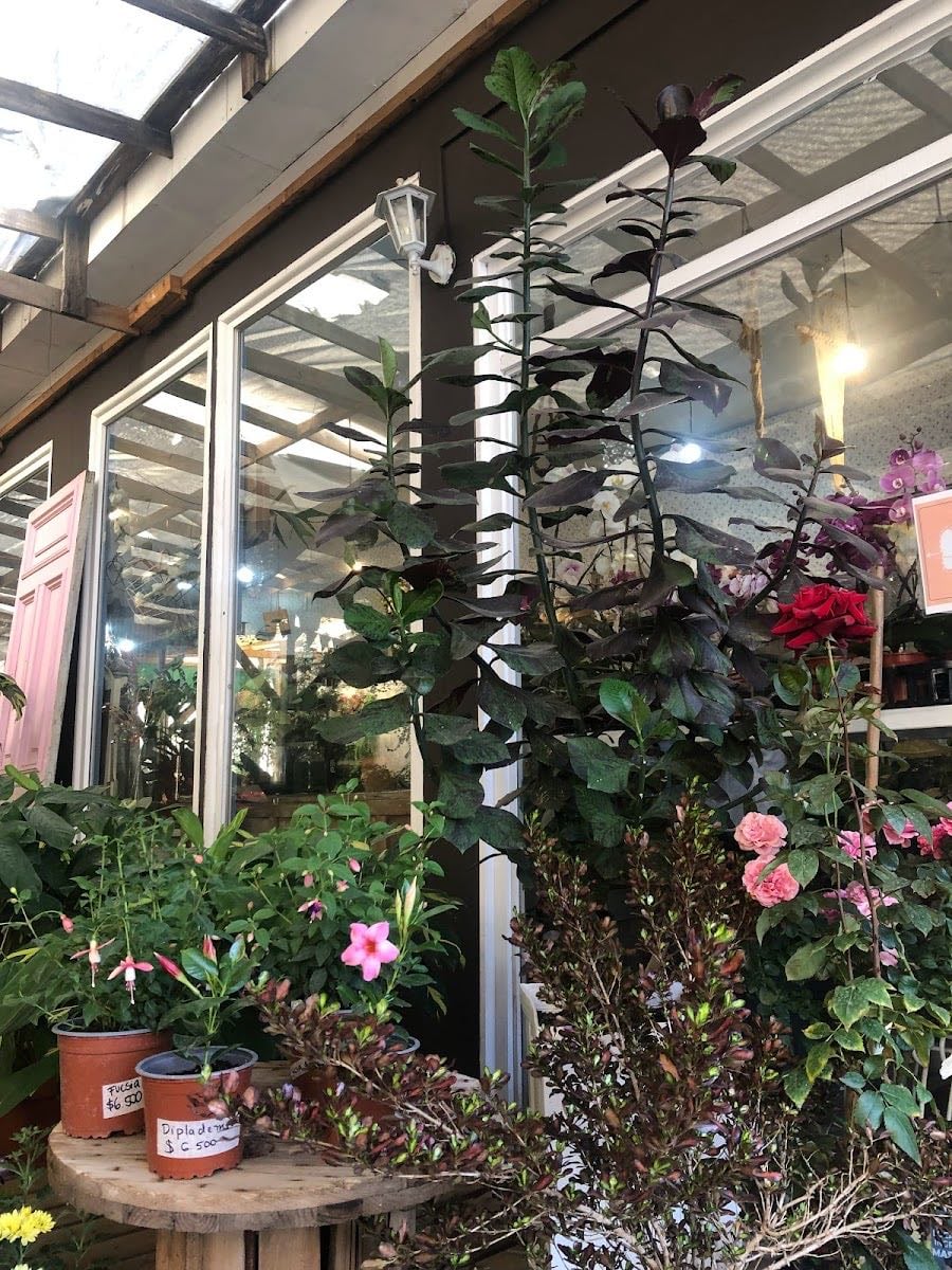 La Florería Cafe