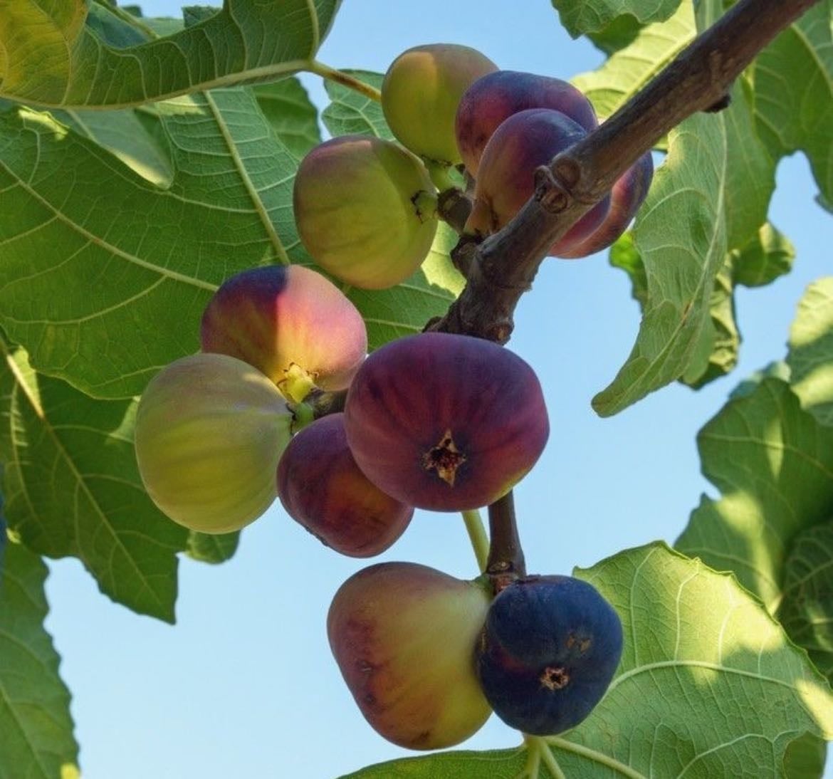 My Fig Tree - Other hypelist by Milz
