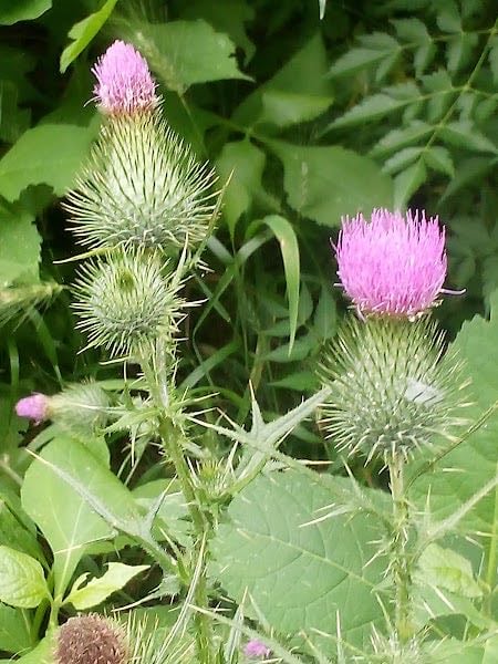 Campbell Pollinator Meadows & River Park
