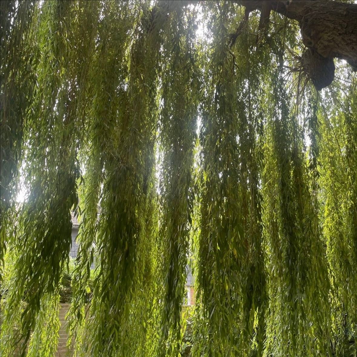 willow trees