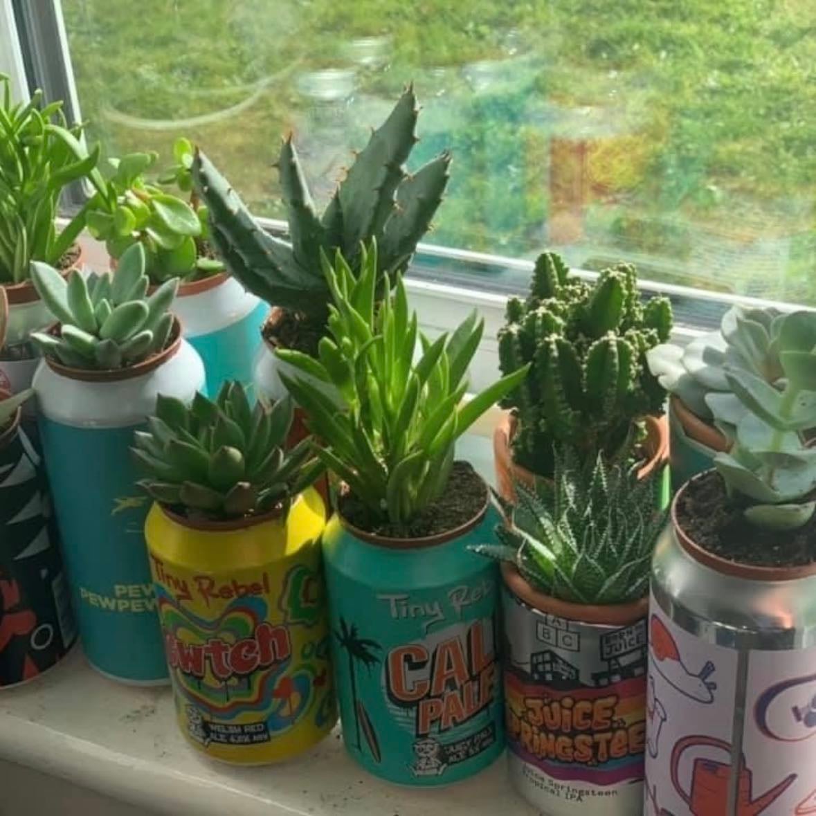 soda can plant things