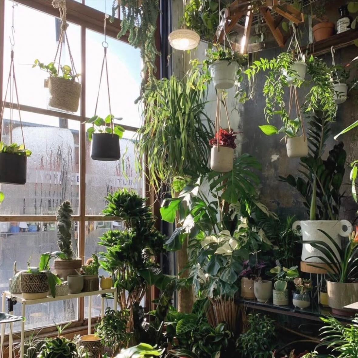 lots of plants