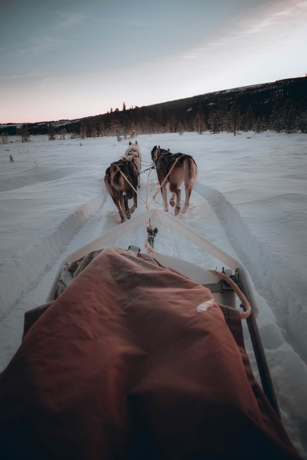 balade en chien de traîneau