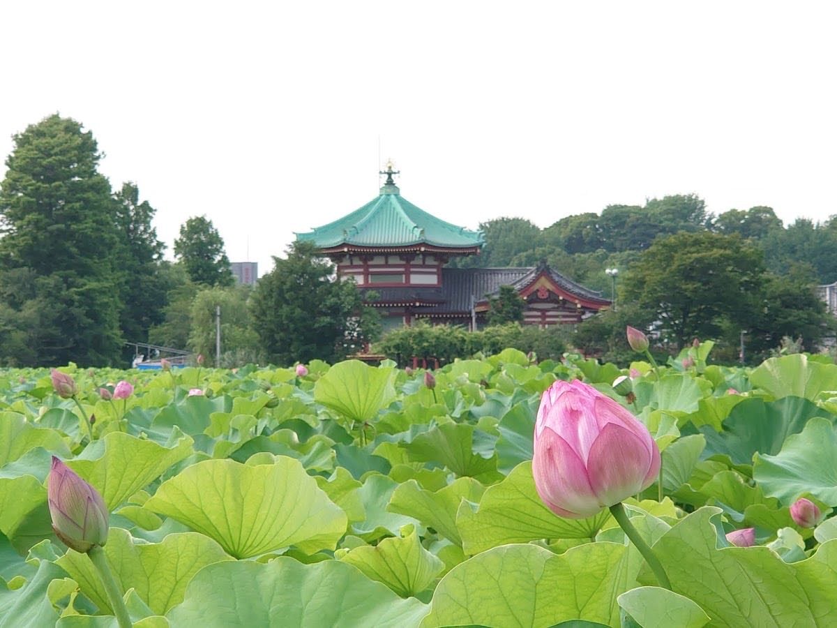 Estanque Shinobazu - Uenokoen- Templo